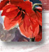 Amaryllis